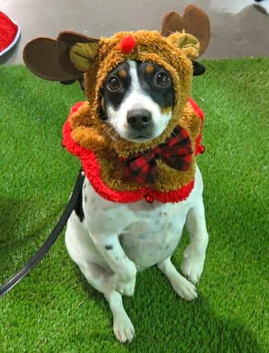 ¿Es el Jack Russell Terrier la raza adecuada para ti?