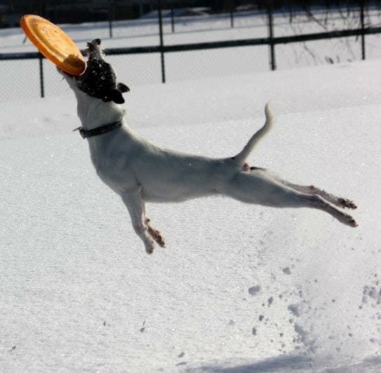 ¿Es el Jack Russell Terrier la raza adecuada para ti?