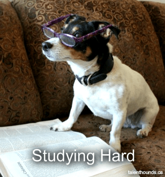 ¿Es el Jack Russell Terrier la raza adecuada para ti?