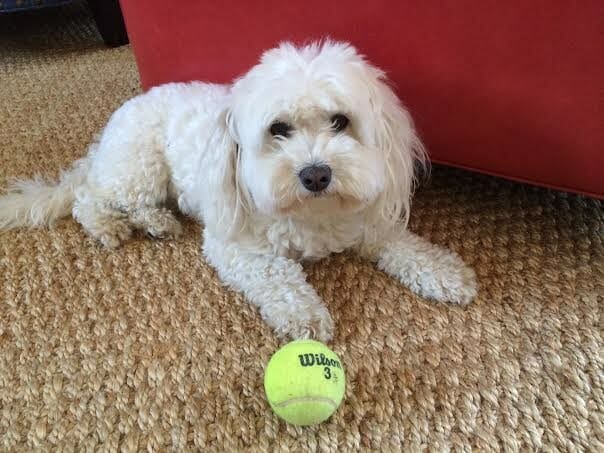 ¿Qué es un Maltipoo?