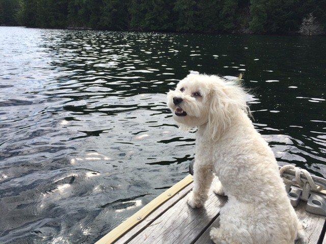 ¿Qué es un Maltipoo?