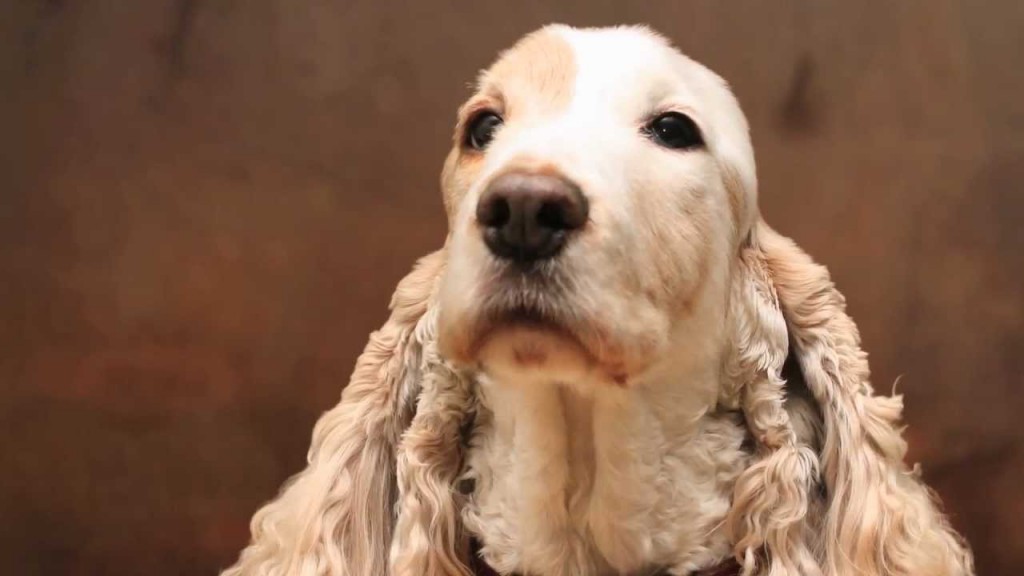Raza de perro Cocker Spaniel