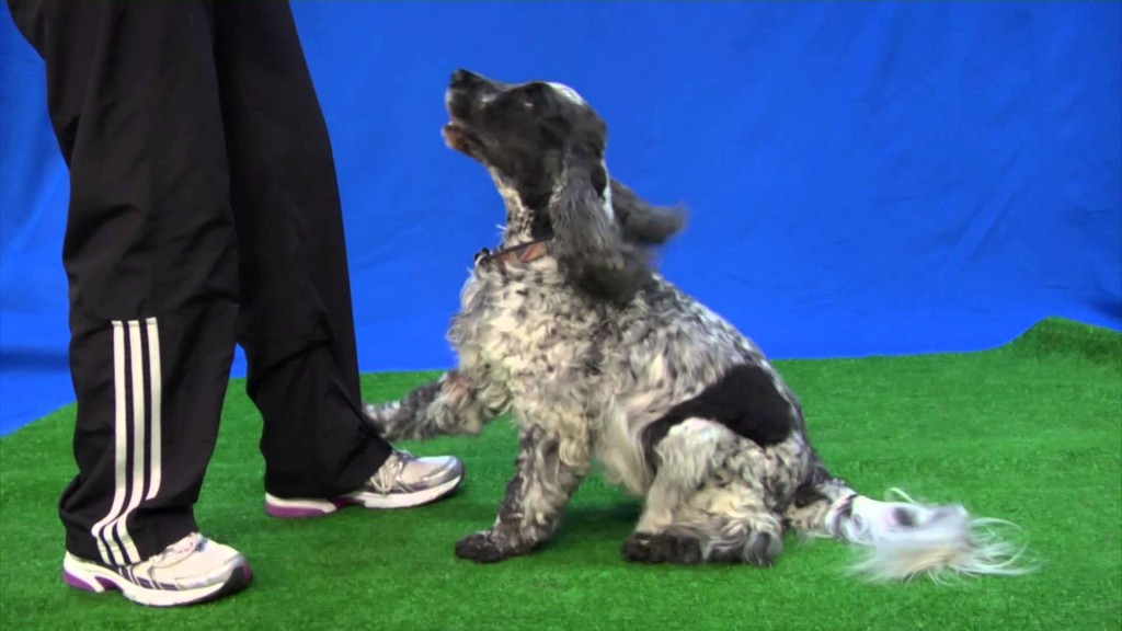 Raza de perro Cocker Spaniel
