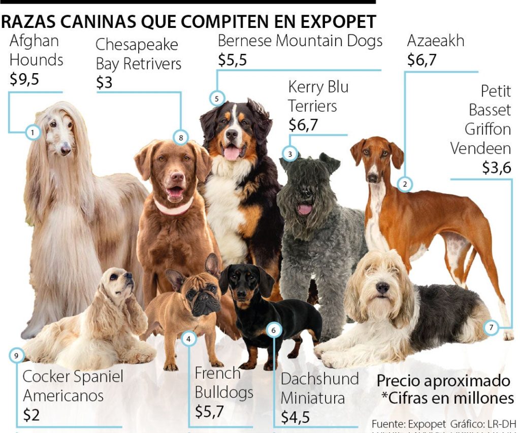 Selección de las mejores razas de perros de Talent Hounds
