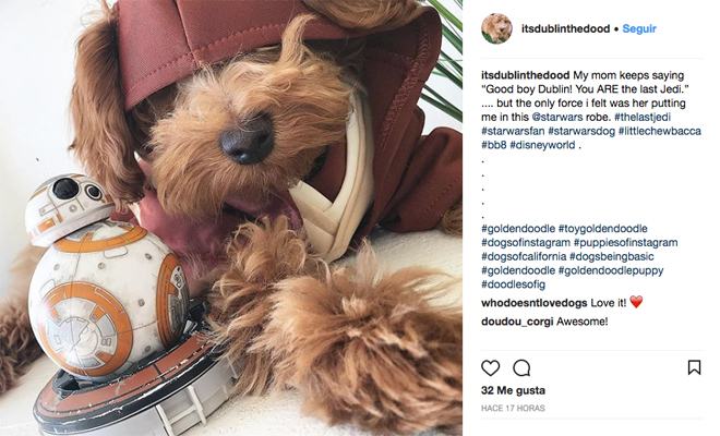 100+ Nombres de Perros de Star Wars para Dominar la Galaxia