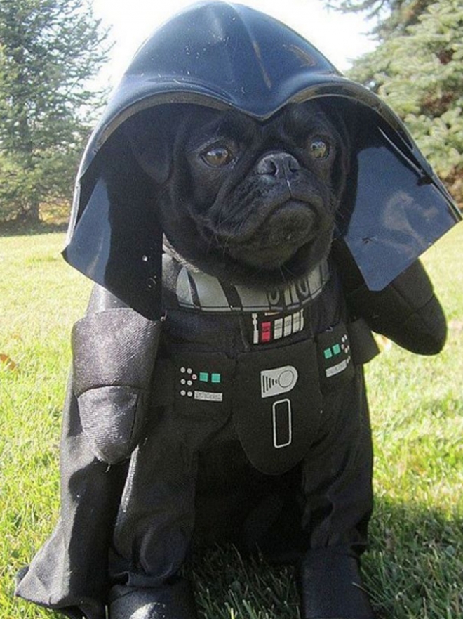 100+ Nombres de Perros de Star Wars para Dominar la Galaxia