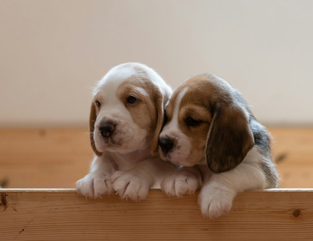 ¿Duplicar los problemas o duplicar la diversión? Considerando dos cachorros a la vez