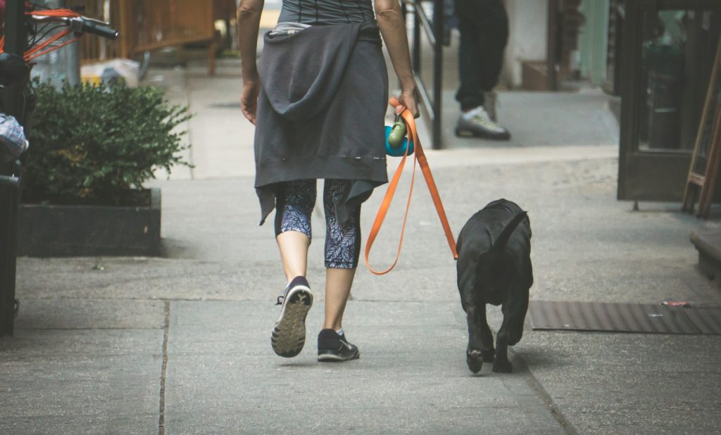 Enriquecimiento Canino: Tapetes olfativos, Paseos para oler y más