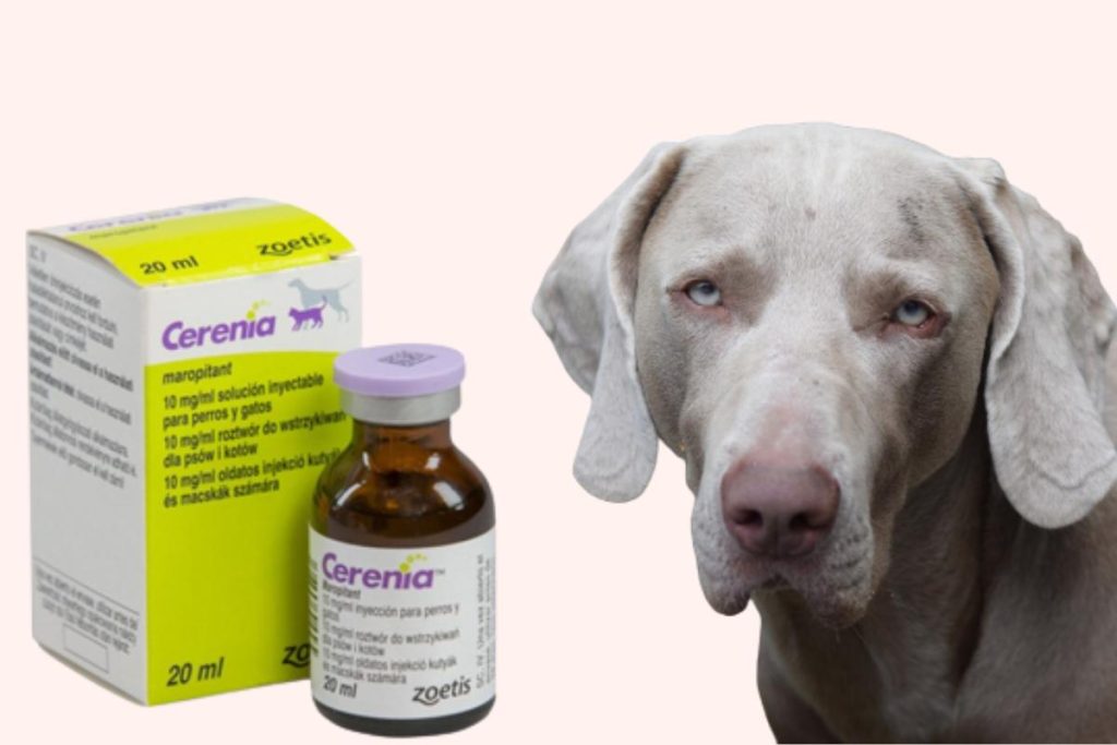 Cerenia para perros